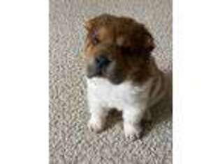 Mutt Puppy for sale in Coatesville, PA, USA
