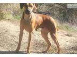 Rhodesian Ridgeback Puppy for sale in Palm Springs, CA, USA