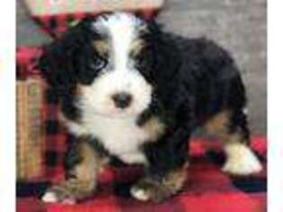 Mutt Puppy for sale in Loudonville, OH, USA