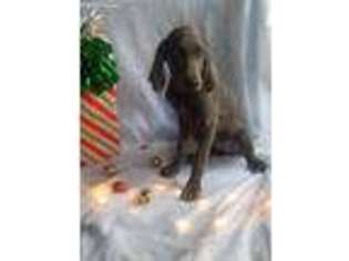 Weimaraner Puppy for sale in Mc Clure, PA, USA