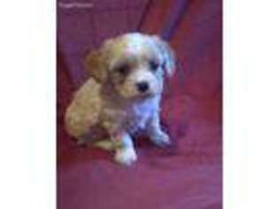 Cavalier King Charles Spaniel Puppy for sale in Stockton, MO, USA