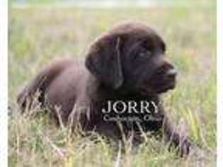 Labrador Retriever Puppy for sale in Coshocton, OH, USA