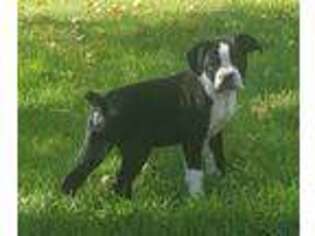 Boxer Puppy for sale in Montevideo, MN, USA
