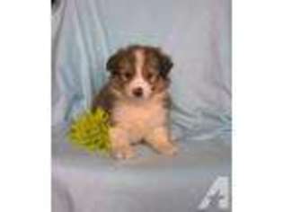 Australian Shepherd Puppy for sale in CLIFTON FORGE, VA, USA