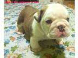 Bulldog Puppy for sale in MONTCLAIR, CA, USA