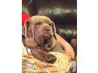 Mastiff Puppy for sale in ANDOVER, OH, USA