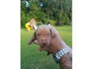 Vizsla Puppy for sale in Charleston, SC, USA
