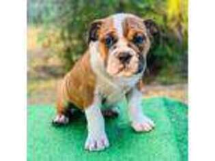 Olde English Bulldogge Puppy for sale in Newberry, FL, USA