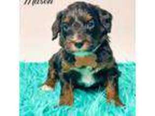 Mutt Puppy for sale in Otisville, MI, USA