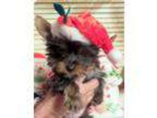 Yorkshire Terrier Puppy for sale in RUTLEDGE, TN, USA