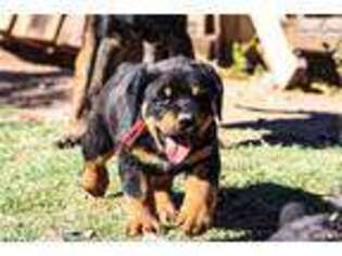 Rottweiler Puppy for sale in Phoenix, AZ, USA