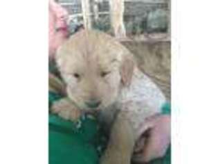 Golden Retriever Puppy for sale in Clintonville, WI, USA