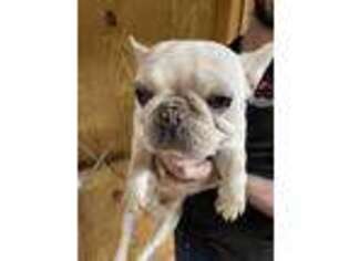 French Bulldog Puppy for sale in Milburn, OK, USA