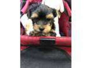 Yorkshire Terrier Puppy for sale in Fullerton, CA, USA