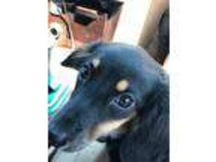 Dachshund Puppy for sale in Freeport, NY, USA