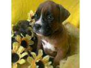 Boxer Puppy for sale in Cambridge Springs, PA, USA