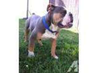 Olde English Bulldogge Puppy for sale in LAPEL, IN, USA