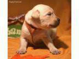Labrador Retriever Puppy for sale in Powder Springs, GA, USA