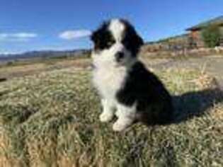 Miniature Australian Shepherd Puppy for sale in Ault, CO, USA
