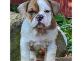 Bulldog Puppy for sale in Narvon, PA, USA