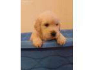 Mutt Puppy for sale in Fountain Valley, CA, USA