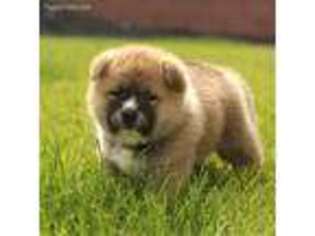 Akita Puppy for sale in Saint George, UT, USA