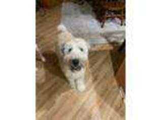 Soft Coated Wheaten Terrier Puppy for sale in West Bend, WI, USA