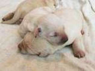 Labrador Retriever Puppy for sale in Otisville, MI, USA