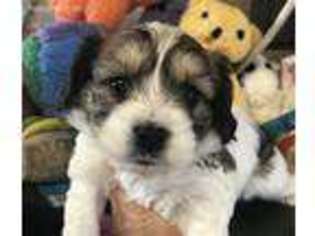 Cavachon Puppy for sale in Rutland, IL, USA