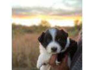 Australian Shepherd Puppy for sale in Atascadero, CA, USA