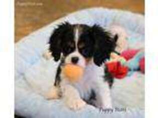 Cavalier King Charles Spaniel Puppy for sale in Centerville, IA, USA