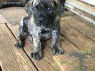 Boerboel Puppy for sale in Devine, TX, USA