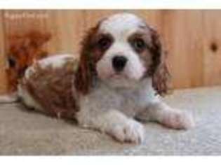 Cavalier King Charles Spaniel Puppy for sale in Winesburg, OH, USA