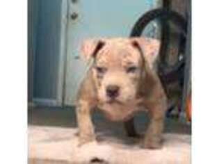 Mutt Puppy for sale in North Las Vegas, NV, USA