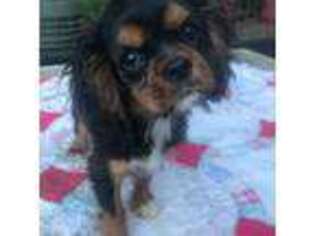Cavalier King Charles Spaniel Puppy for sale in Saluda, NC, USA