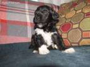 Portuguese Water Dog Puppy for sale in Stoneham, MA, USA