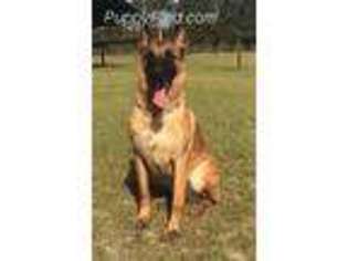 Belgian Malinois Puppy for sale in Thomasville, PA, USA