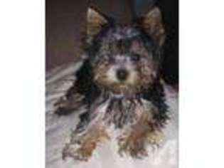 Yorkshire Terrier Puppy for sale in LEETONIA, OH, USA