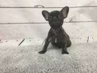 French Bulldog Puppy for sale in Downers Grove, IL, USA