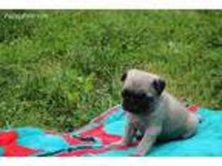 Pug Puppy for sale in Versailles, IN, USA