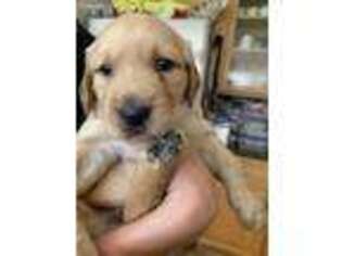 Goldendoodle Puppy for sale in Camarillo, CA, USA