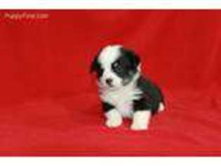 Pembroke Welsh Corgi Puppy for sale in Pierce City, MO, USA
