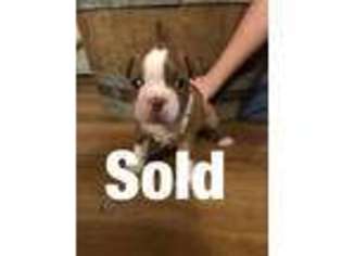 Boston Terrier Puppy for sale in Waxahachie, TX, USA
