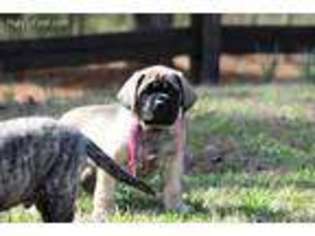 Mastiff Puppy for sale in Millport, AL, USA
