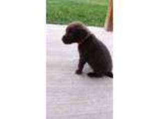 Labrador Retriever Puppy for sale in Moxee, WA, USA