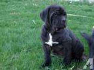 Cane Corso Puppy for sale in BRYANS ROAD, MD, USA
