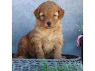 Mutt Puppy for sale in Itasca, TX, USA