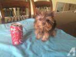 Yorkshire Terrier Puppy for sale in SAN LEANDRO, CA, USA