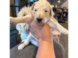 Labradoodle Puppy for sale in Cheektowaga, NY, USA