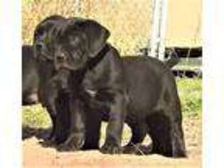 Boerboel Puppy for sale in Pecos, NM, USA
